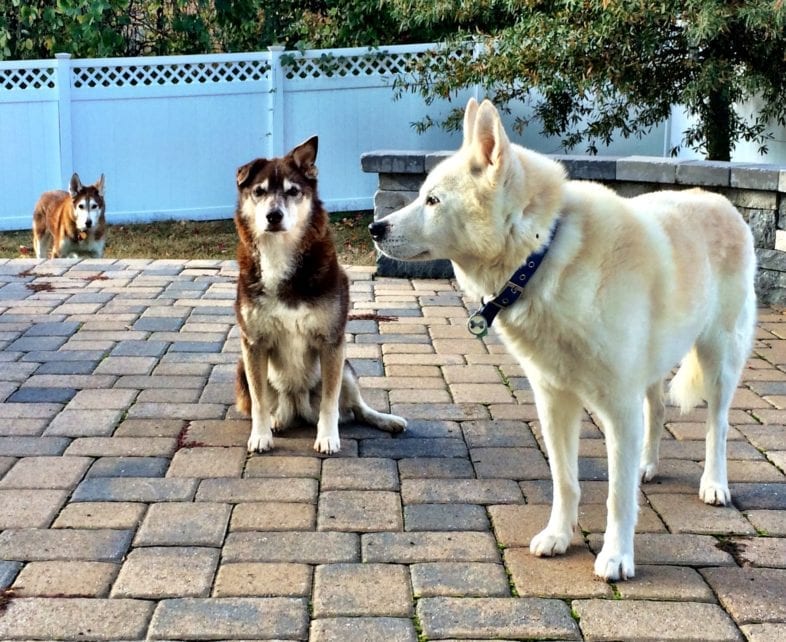 Moya Cody Preston Dogs