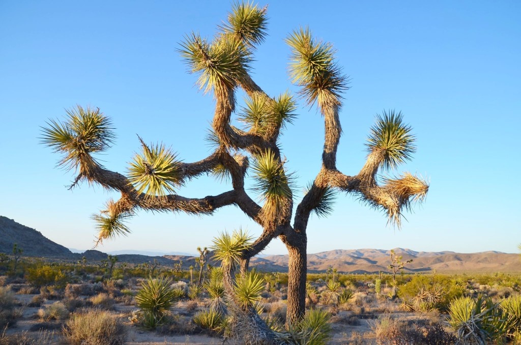 joshua tree california