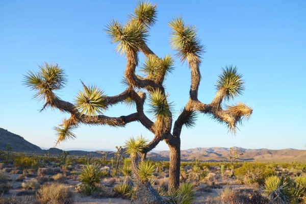 joshua tree california